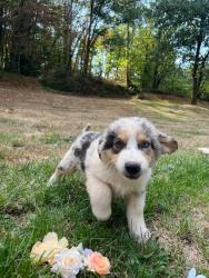 Photo du Chien