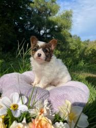 Photo du Chien