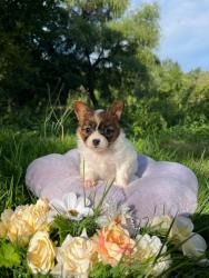 Photo du Chien