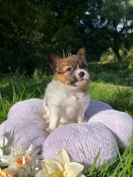 Photo du Chien