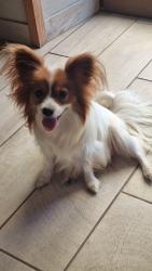Photo du Chien