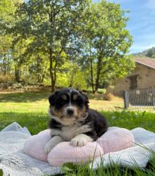 Photo du Chien