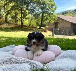 Photo du Chien