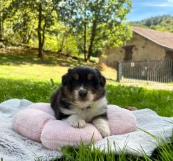 Photo du Chien