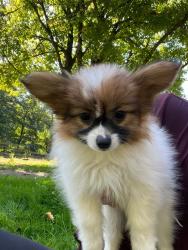 Photo du Chien