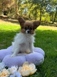 Photo du Chien