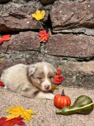 Photo du Chien