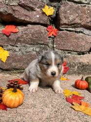 Photo du Chien