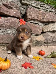 Photo du Chien
