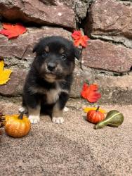 Photo du Chien