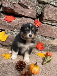 Photo du Chien