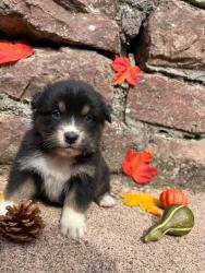 Photo du Chien