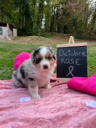 Photo du Chien