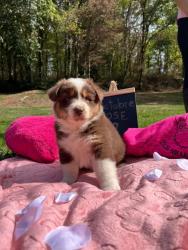 Photo du Chien