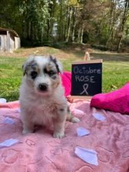 Photo du Chien
