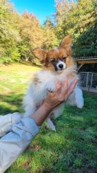 Photo du Chien