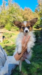 Photo du Chien