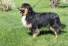 Photo du Chien