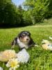 Voir le Chien