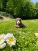 Voir le Chien