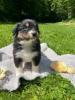 Voir le Chien