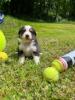 Photo du Chien