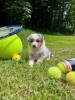 Photo du Chien