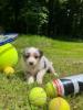 Photo du Chien