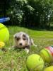Photo du Chien