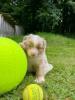 Photo du Chien