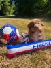 Photo du Chien