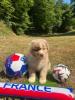 Photo du Chien