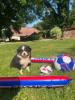 Photo du Chien