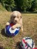 Photo du Chien