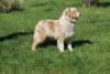 Photo du Chien
