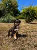 Photo du Chien