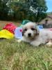 Photo du Chien