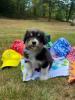 Photo du Chien
