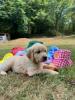 Photo du Chien