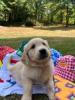 Photo du Chien