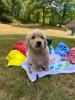 Photo du Chien
