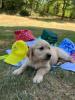 Photo du Chien