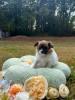 Photo du Chien