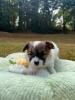 Photo du Chien