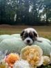 Photo du Chien