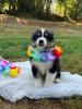 Photo du Chien
