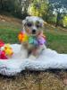 Photo du Chien
