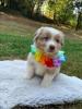Photo du Chien