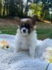 Photo du Chien