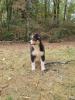 Voir le Chien
